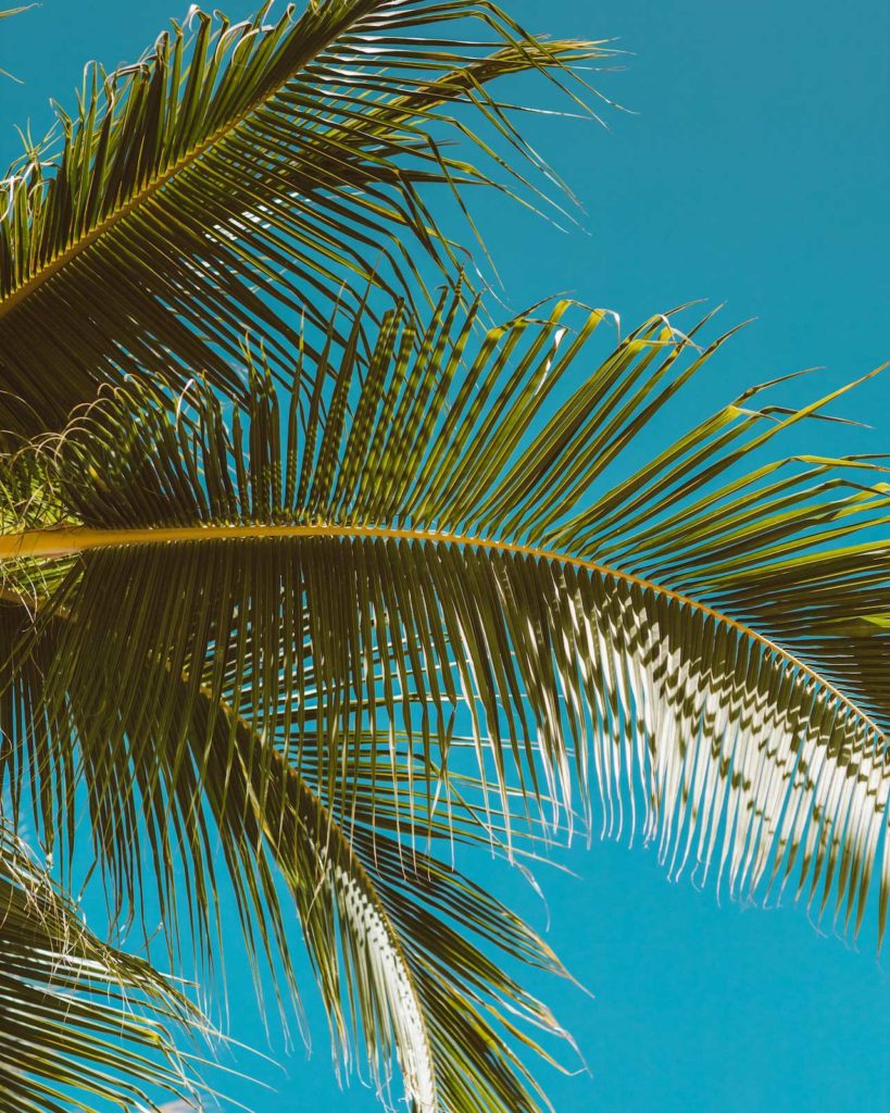 Feuilles de palmiers - décorations