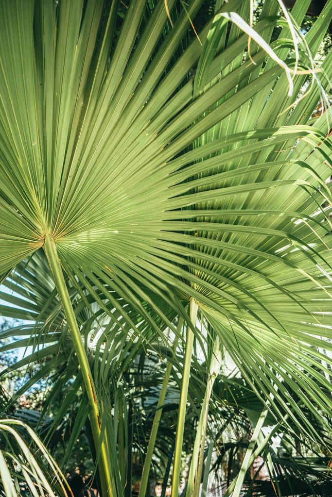 Grandes feuilles de palmier