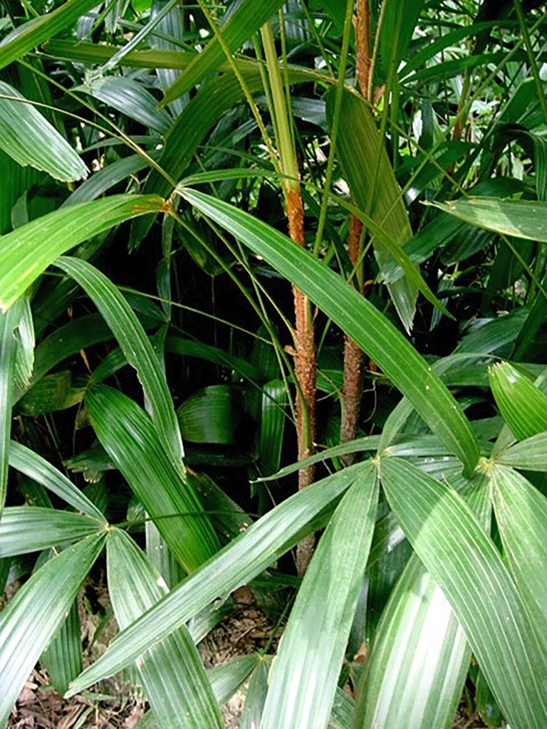 Feuilles de rotin (rotang) : Décoration d'intérieur